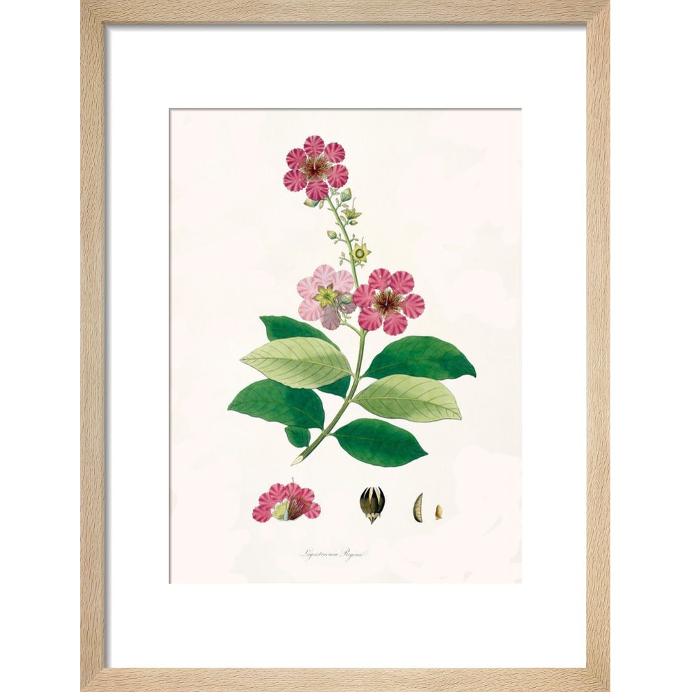 Largerstroemia Regina print in natural frame