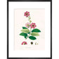 Largerstroemia Regina print in black frame