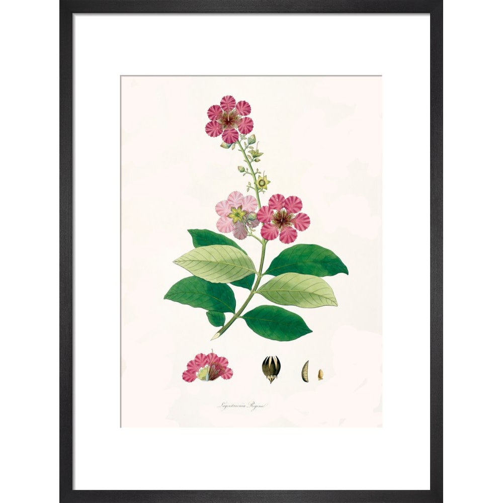 Largerstroemia Regina print in black frame