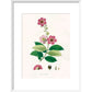 Largerstroemia Regina print in white frame