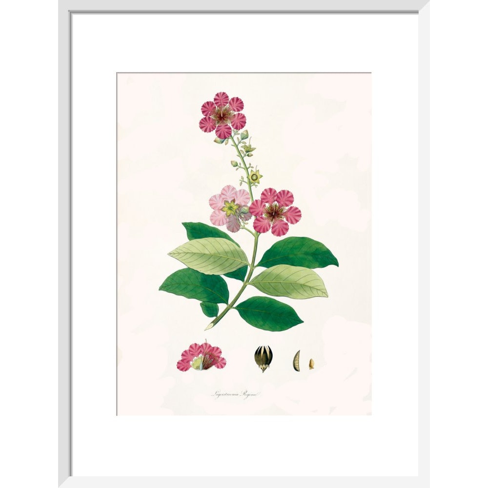 Largerstroemia Regina print in white frame