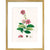 Largerstroemia Regina print in gold frame