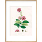 Largerstroemia Regina print in natural frame
