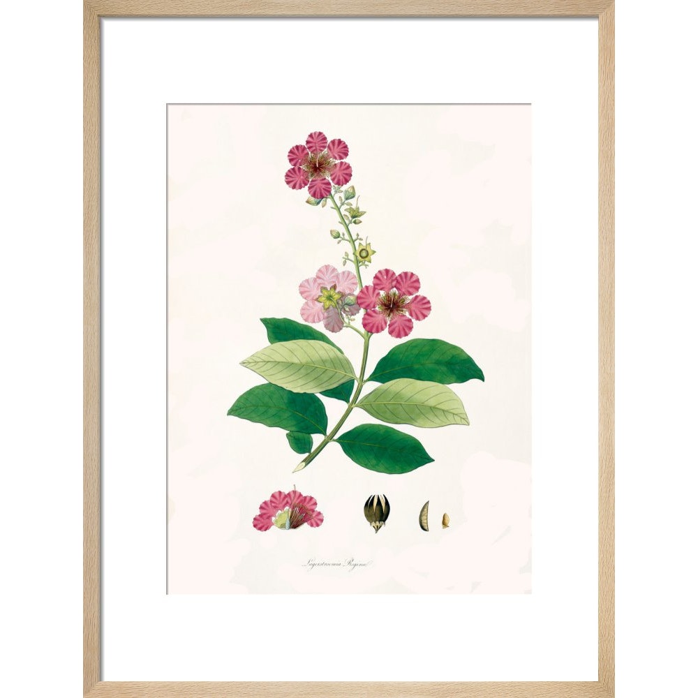 Largerstroemia Regina print in natural frame