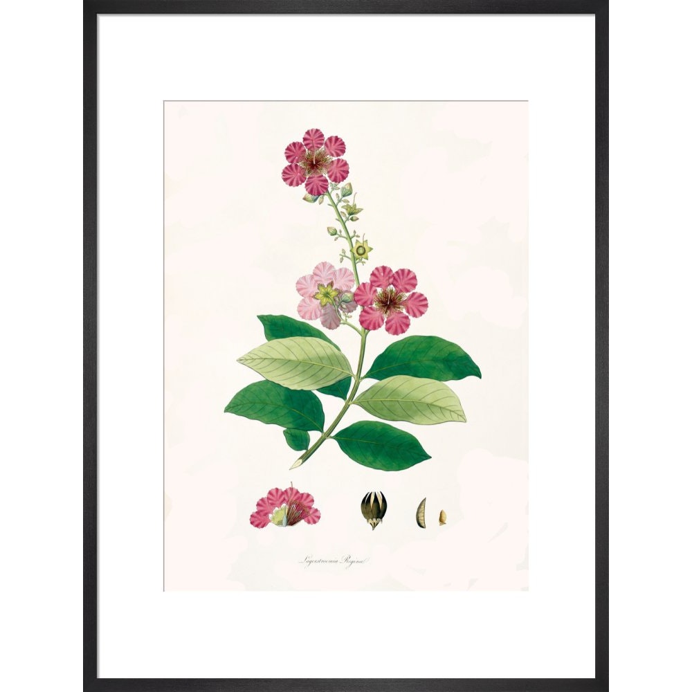 Largerstroemia Regina print in black frame