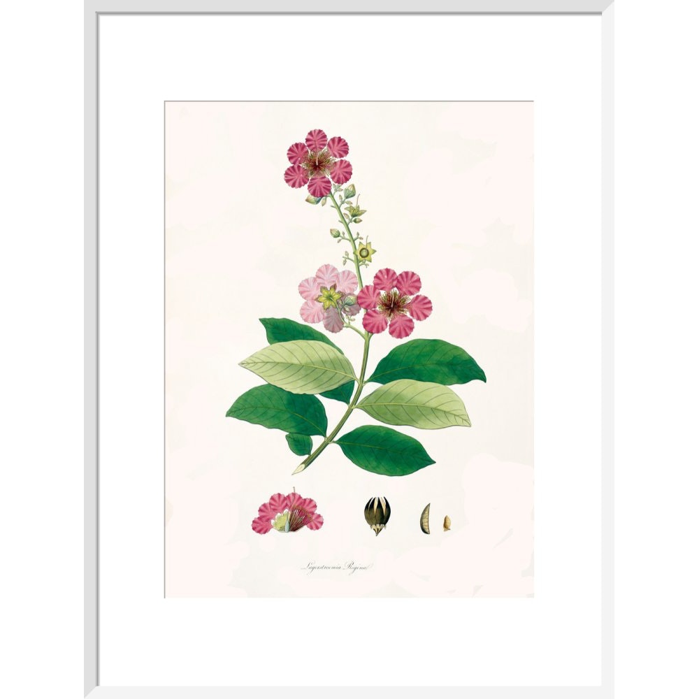 Largerstroemia Regina print in white frame