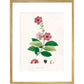 Largerstroemia Regina print in gold frame