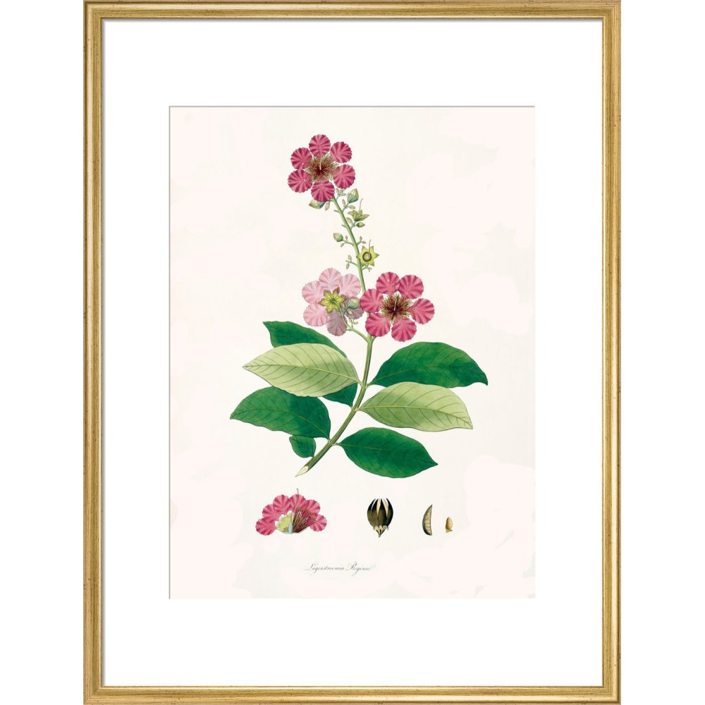 Largerstroemia Regina print in gold frame