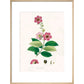 Largerstroemia Regina print in natural frame