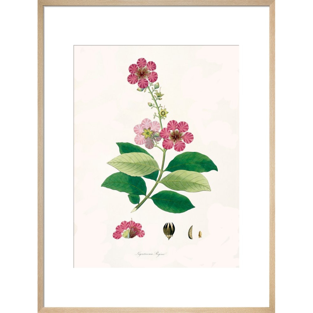 Largerstroemia Regina print in natural frame