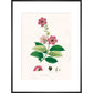 Largerstroemia Regina print in black frame