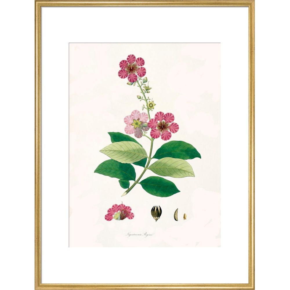 Largerstroemia Regina print in gold frame