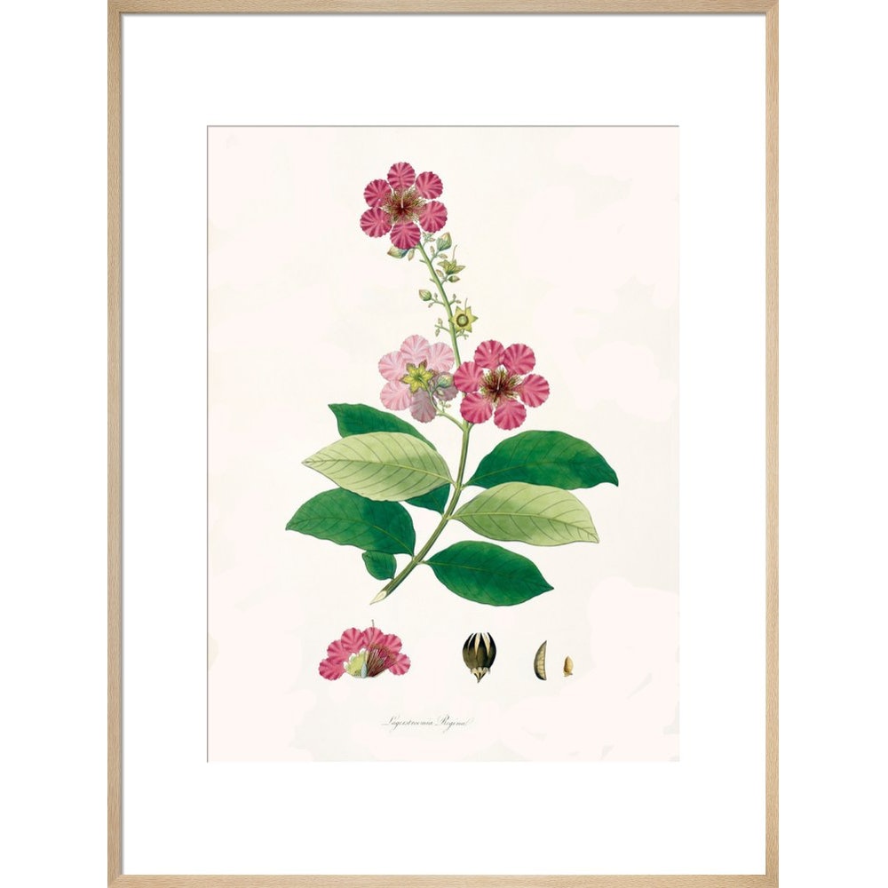 Largerstroemia Regina print in natural frame