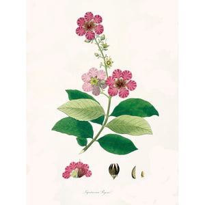 Largerstroemia Regina print