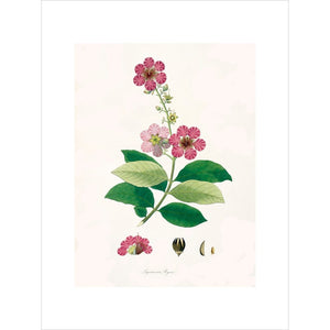 Largerstroemia Regina print unframed